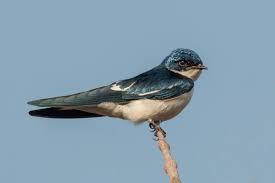 Barn Swallow