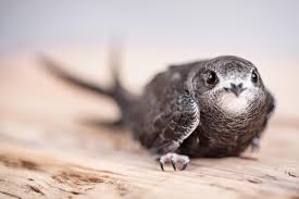 Common Swift